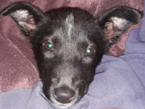 Cachorro raça SRD idade 2 a 6 meses nome Dóris