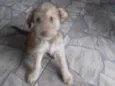 Pipoca