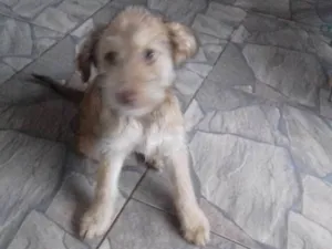 Cachorro raça Sem raça definida  idade 2 a 6 meses nome Pipoca