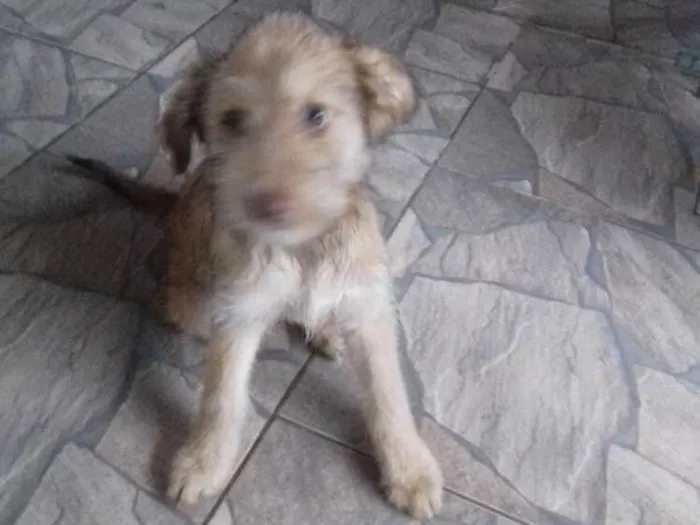Cachorro ra a Sem raça definida  idade 2 a 6 meses nome Pipoca