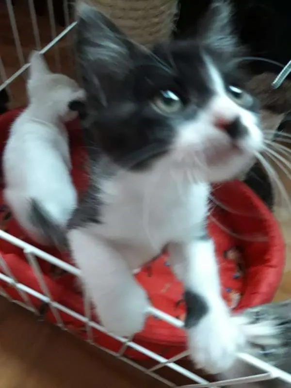 Gato ra a  idade 2 a 6 meses nome polar sofia sarita