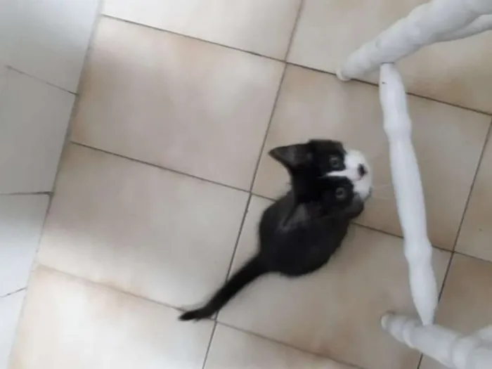 Gato ra a  idade 2 a 6 meses nome polar sofia sarita