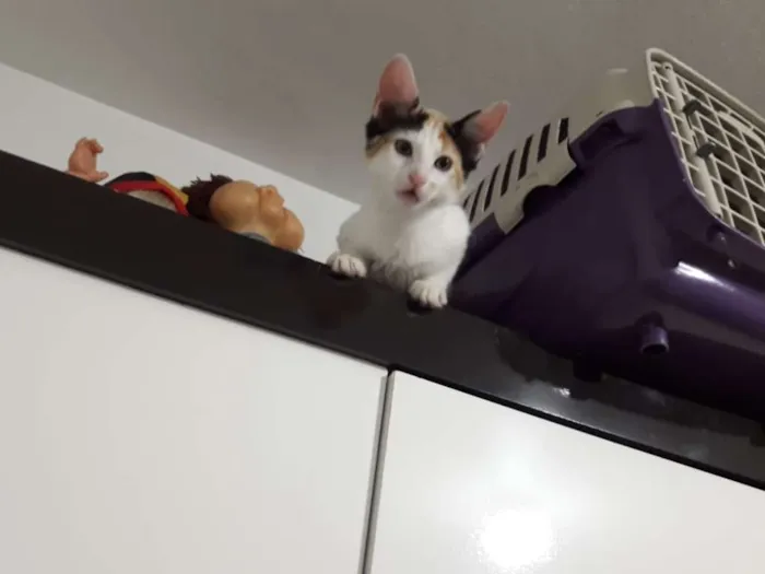 Gato ra a  idade 2 a 6 meses nome polar sofia sarita