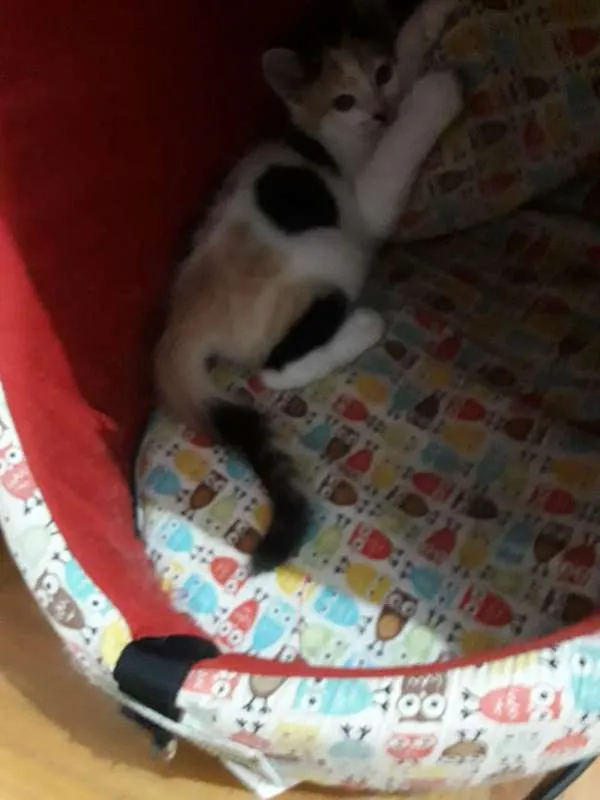 Gato ra a  idade 2 a 6 meses nome polar sofia sarita