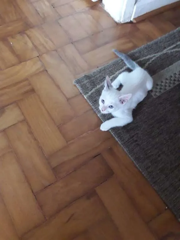Gato ra a  idade 2 a 6 meses nome polar sofia sarita