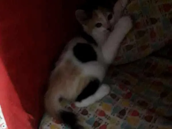 Gato ra a  idade 2 a 6 meses nome polar sofia sarita
