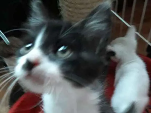 Gato ra a  idade 2 a 6 meses nome polar sofia sarita