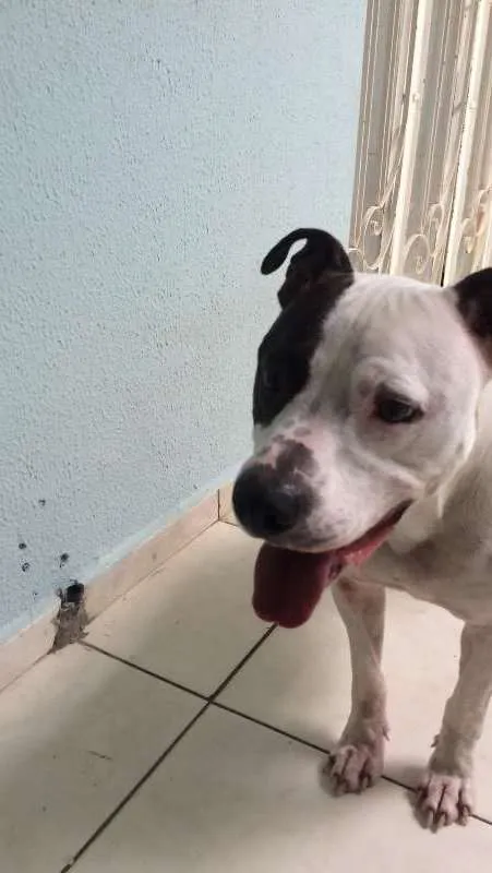 Cachorro ra a Pit-Bull idade 2 anos nome Max