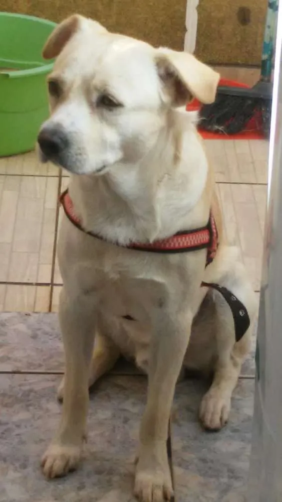 Cachorro ra a Sem idade 2 anos nome Bucky