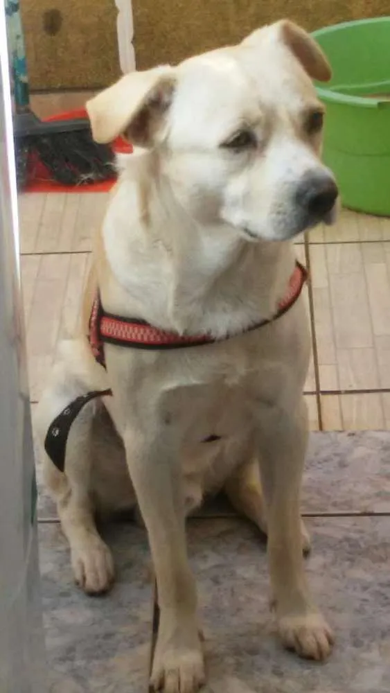 Cachorro ra a Sem idade 2 anos nome Bucky