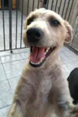 Pedro