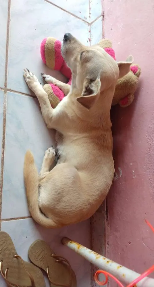 Cachorro raça Mistura de Salsicha idade 6 ou mais anos nome Pitty