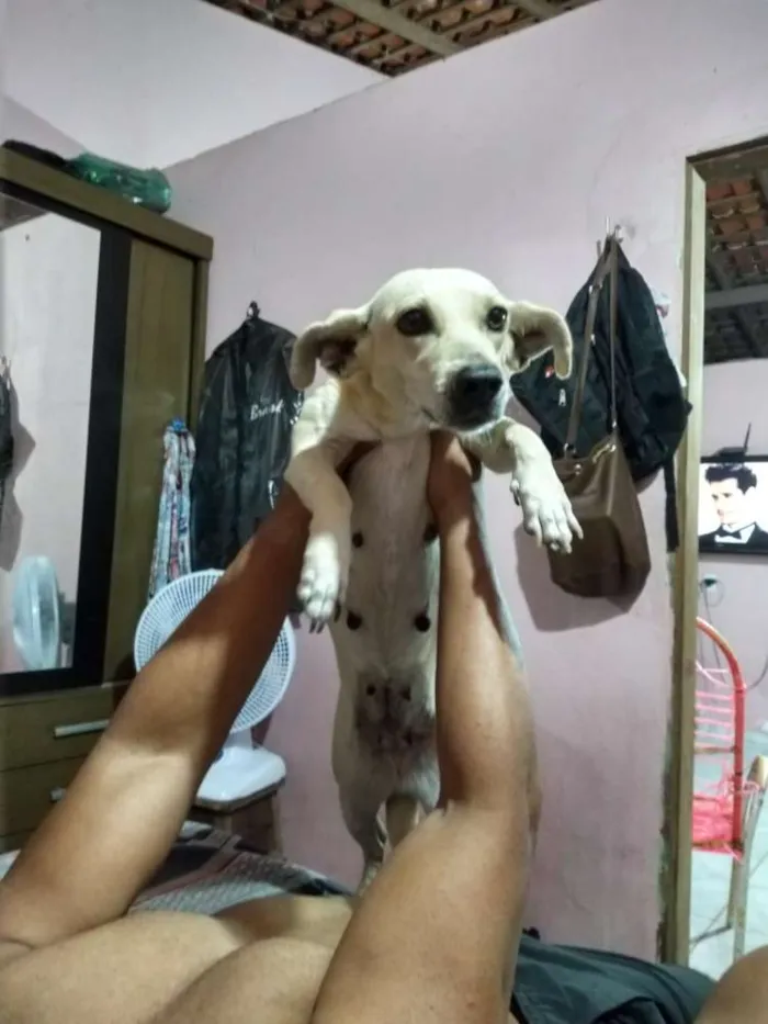 Cachorro raça Mistura de Salsicha idade 6 ou mais anos nome Pitty