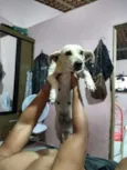 Pitty