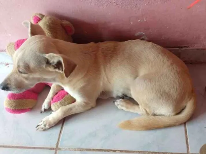 Cachorro raça Mistura de Salsicha idade 6 ou mais anos nome Pitty