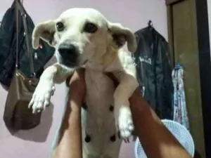 Cachorro raça Mistura de Salsicha idade 6 ou mais anos nome Pitty