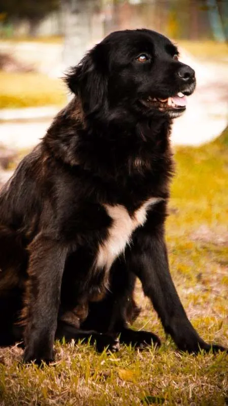 Cachorro ra a SRD idade 2 anos nome GAIA