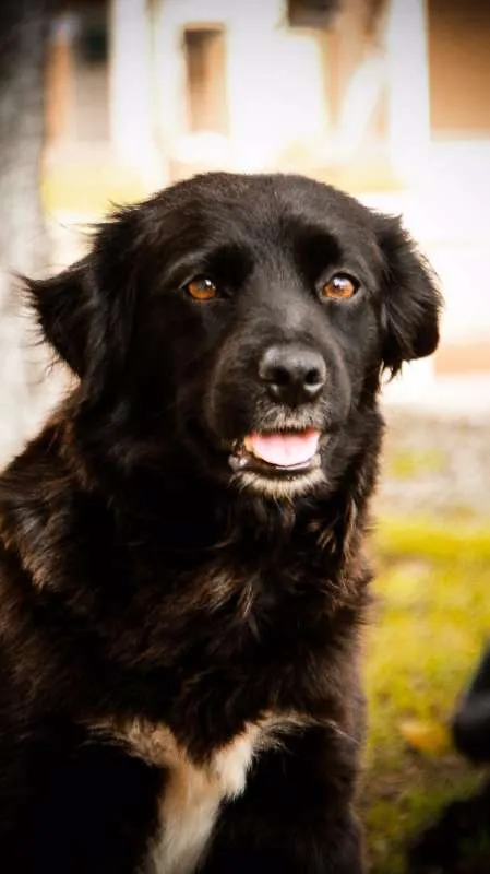 Cachorro ra a SRD idade 2 anos nome GAIA