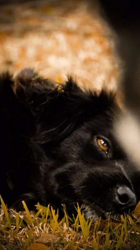 Cachorro ra a SRD idade 2 anos nome GAIA