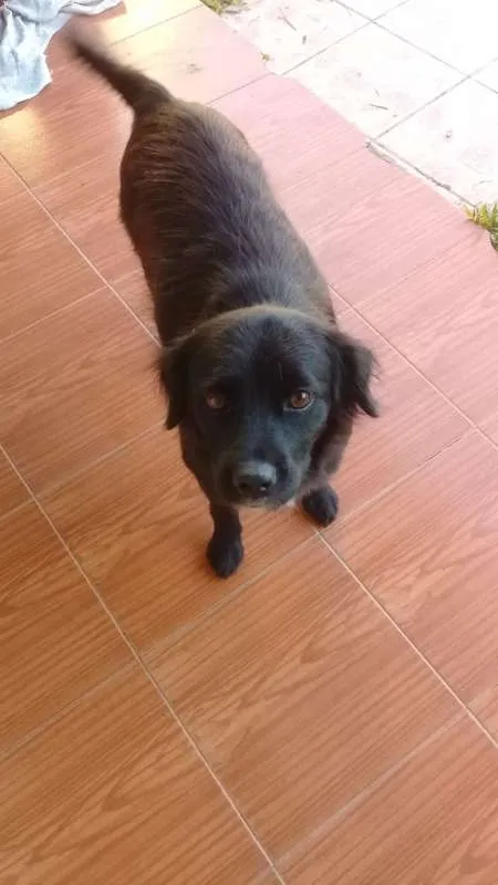 Cachorro ra a SRD idade 2 anos nome GAIA