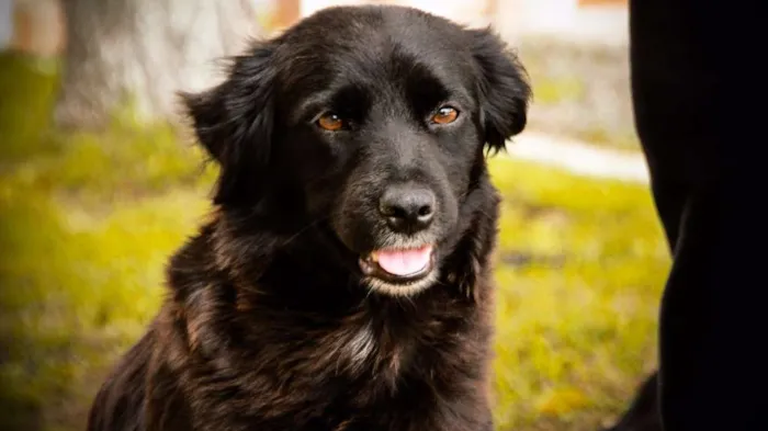 Cachorro ra a SRD idade 2 anos nome GAIA