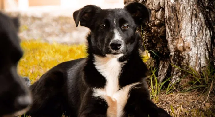 Cachorro ra a SRD idade 2 a 6 meses nome ZEQUINHA