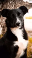 ZEQUINHA