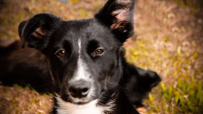 Cachorro ra a SRD idade 2 a 6 meses nome ZEQUINHA