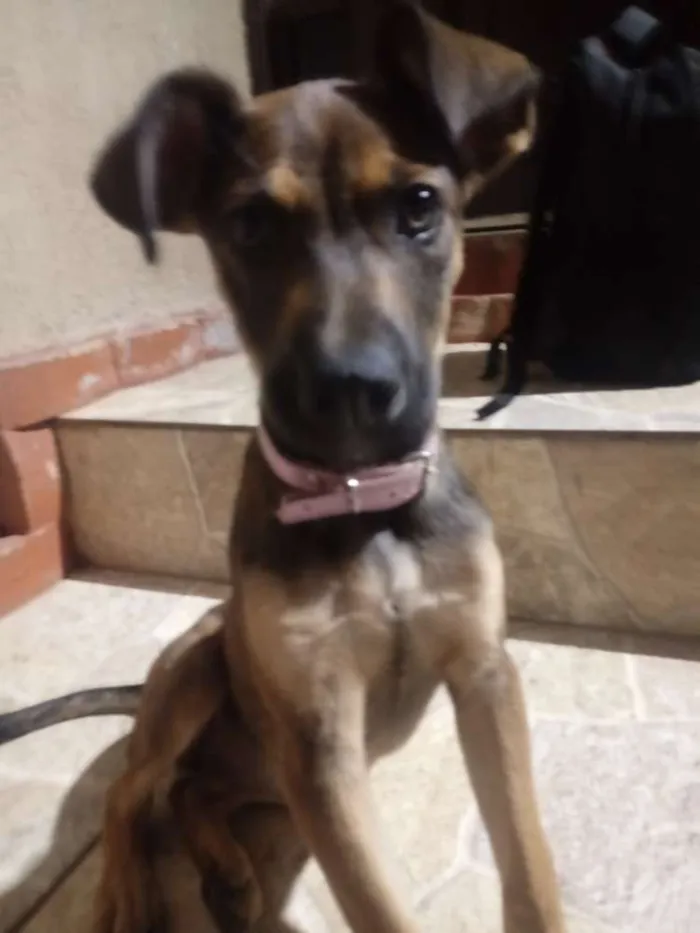 Cachorro ra a SRD idade 2 a 6 meses nome Layla