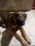 Layla