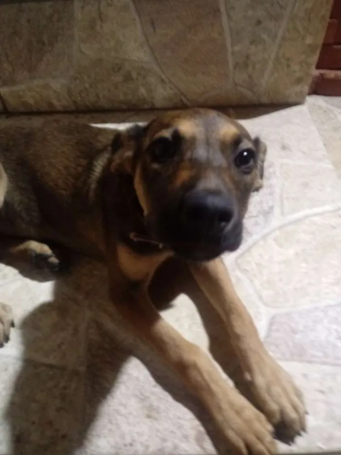 Cachorro ra a SRD idade 2 a 6 meses nome Layla