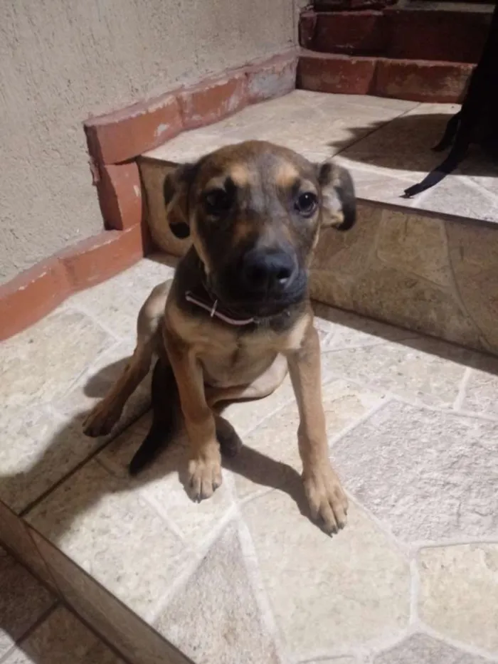 Cachorro ra a SRD idade 2 a 6 meses nome Layla
