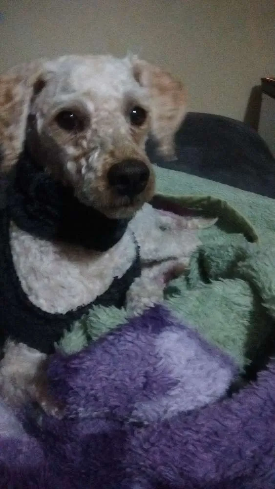 Cachorro ra a Poodle idade 2 anos nome Sem nome
