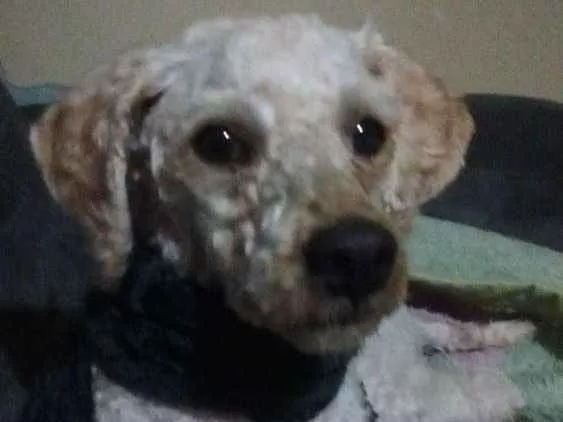 Cachorro ra a Poodle idade 2 anos nome Sem nome
