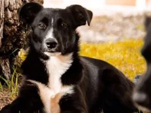 Cachorro raça SRD idade 2 a 6 meses nome ZEQUINHA
