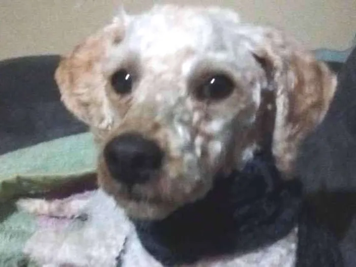 Cachorro ra a Poodle idade 2 anos nome Sem nome