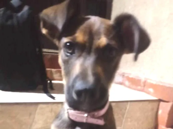 Cachorro ra a SRD idade 2 a 6 meses nome Layla