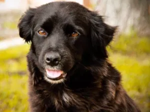 Cachorro raça SRD idade 2 anos nome GAIA