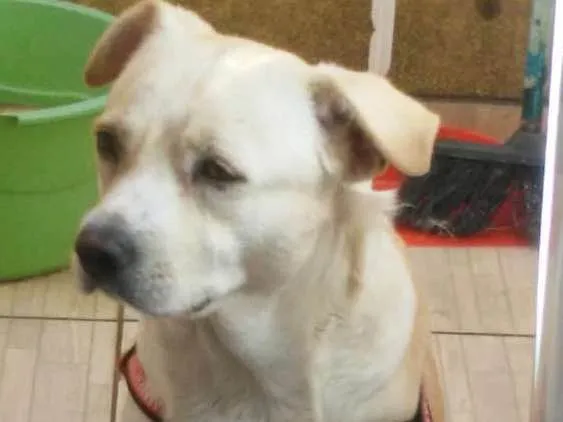 Cachorro ra a Sem idade 2 anos nome Bucky