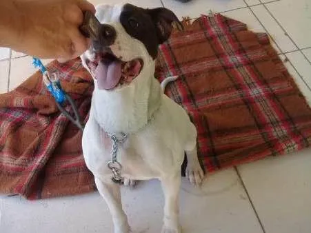 Cachorro ra a Pit-Bull idade 2 anos nome Max