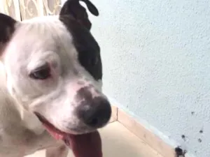 Cachorro raça Pit-Bull idade 2 anos nome Max