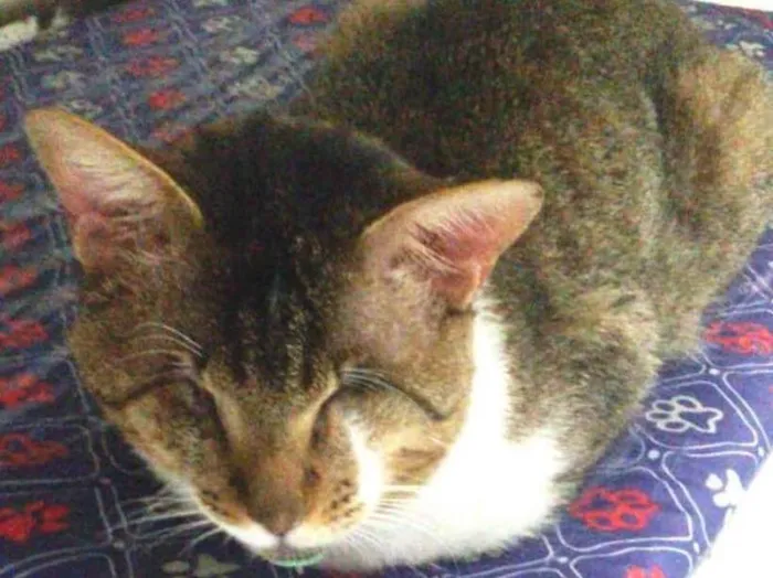 Gato ra a  idade 2 anos nome Vitório CEGO