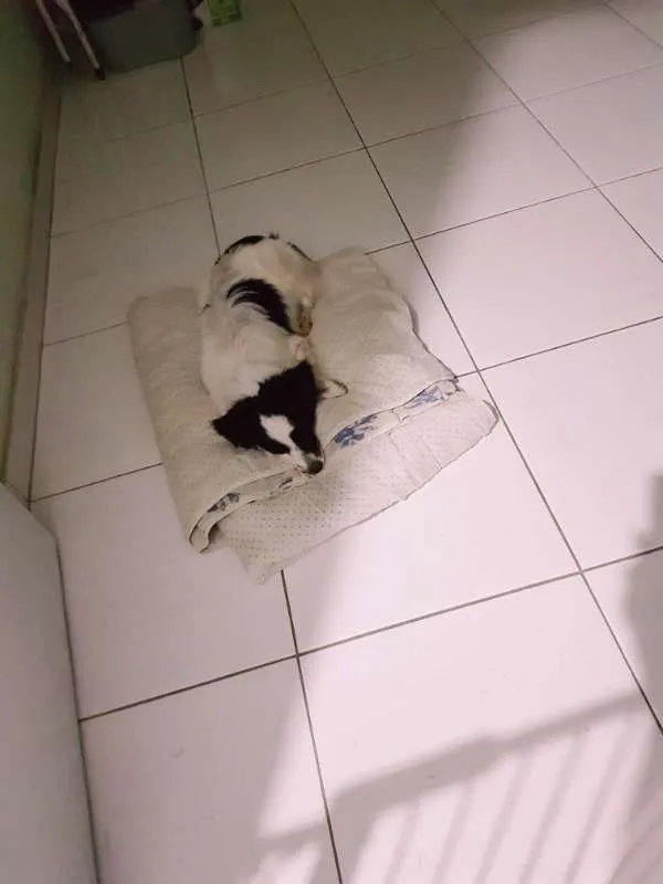 Cachorro ra a Vira Lata idade 2 anos nome Sem nome