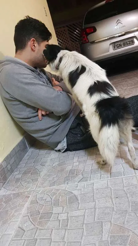 Cachorro ra a Vira Lata idade 2 anos nome Sem nome