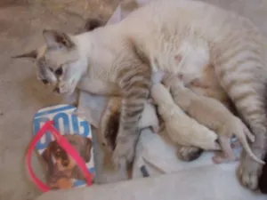 Gato raça Sem raça idade Abaixo de 2 meses nome Pérola e três filhot