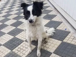 Cachorro raça Vira Lata idade 2 anos nome Sem nome