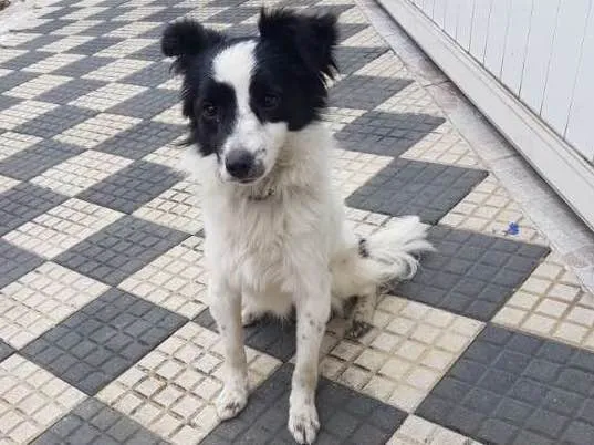 Cachorro ra a Vira Lata idade 2 anos nome Sem nome