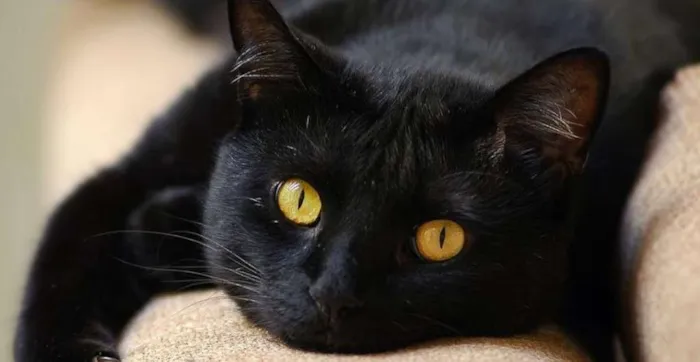 Gato ra a SRD idade 2 a 6 meses nome Ônix