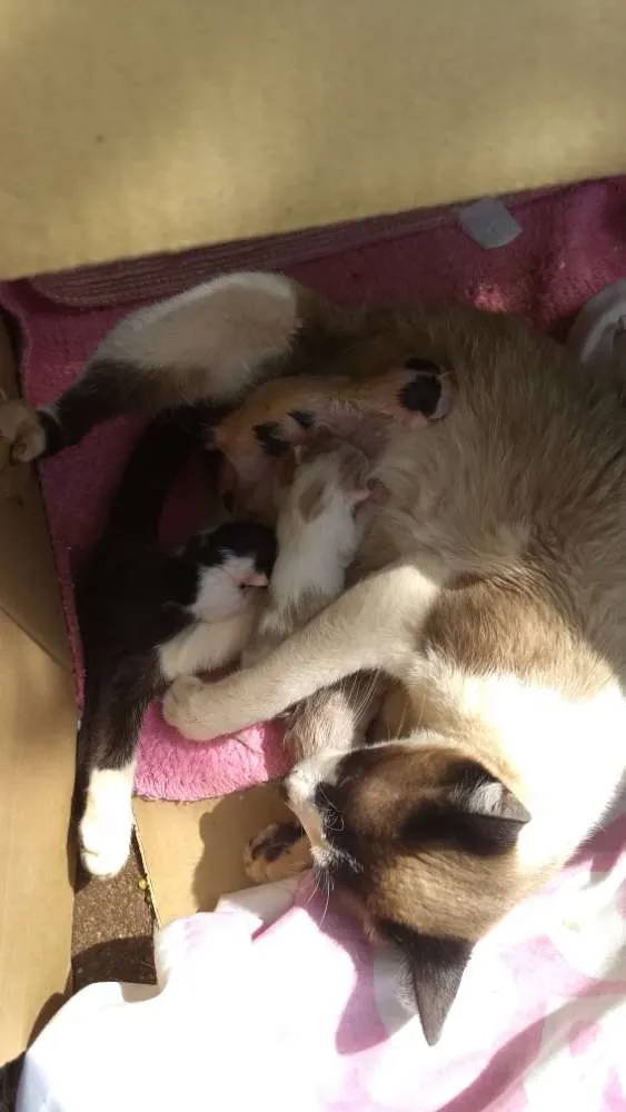 Gato ra a Indefinida idade Abaixo de 2 meses nome Sem nome