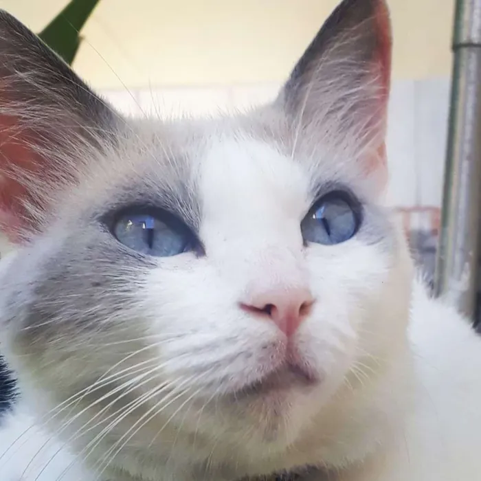 Gato ra a SRD idade 7 a 11 meses nome JULLY